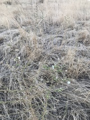 Blepharizonia plumosa