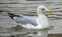 Larus michahellis