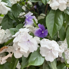 Brunfelsia