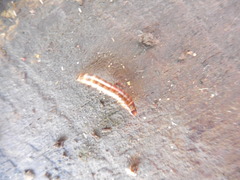 Denticollis linearis