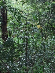 Hedychium coronarium