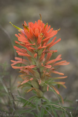 Castilleja lindheimeri
