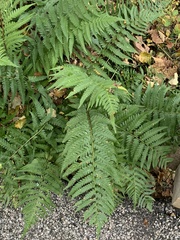 Dryopteris celsa