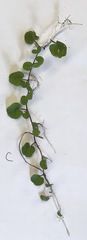 Dichondra carolinensis