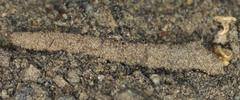 Vermileo
