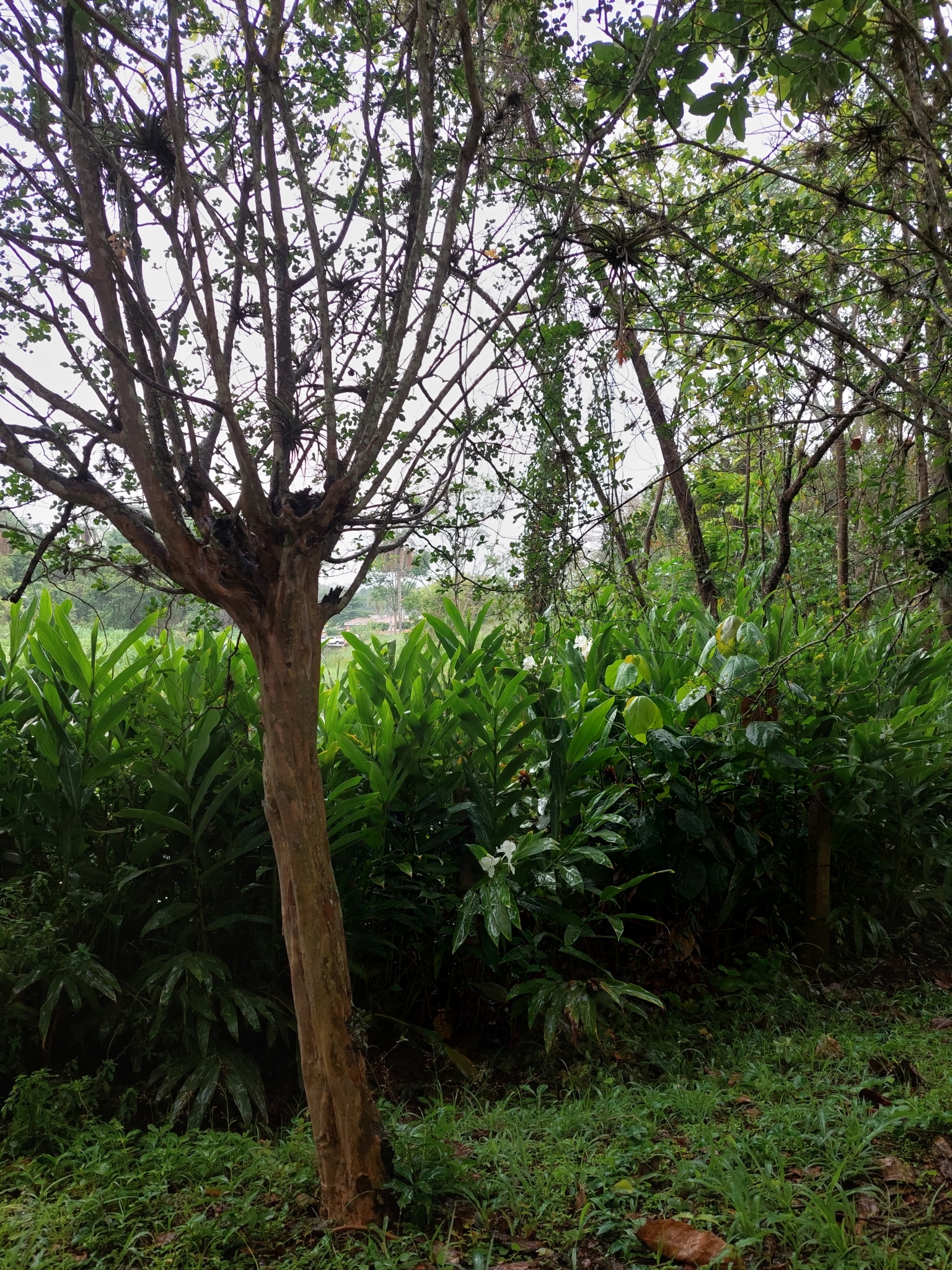 Hedychium coronarium