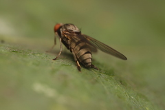 Platypezidae