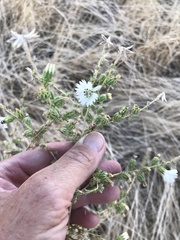 Blepharizonia plumosa