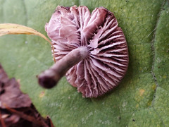 Mycena pura