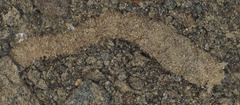 Vermileo