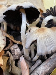Coprinopsis atramentaria