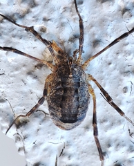 Odiellus spinosus