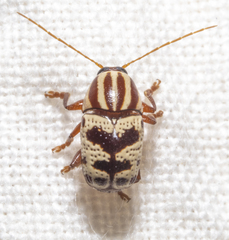 Cryptocephalus leucomelas