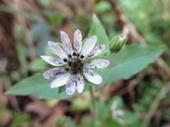 Microbotryum stellariae