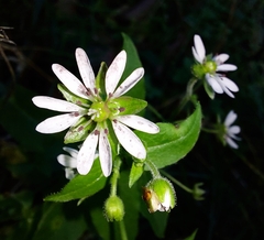 Microbotryum stellariae