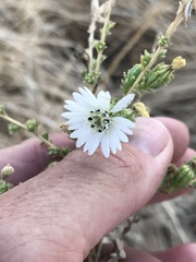 Blepharizonia plumosa