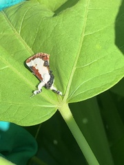 Eudryas unio