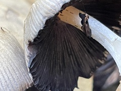 Coprinopsis atramentaria