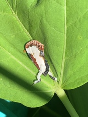 Eudryas unio