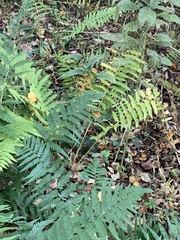 Dryopteris celsa