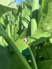 Eudryas unio