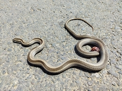 Philodryas chamissonis