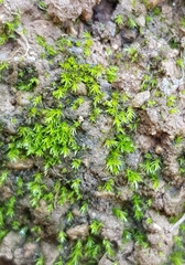 Dicranella varia