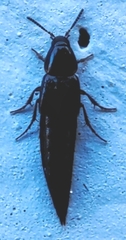Staphylinidae