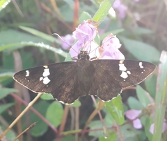 Celaenorrhinus fusca