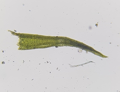 Dicranella varia