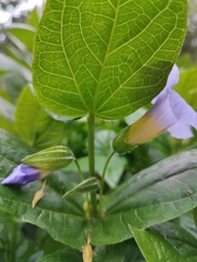 Thunbergia natalensis