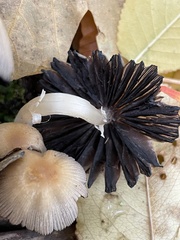 Coprinopsis atramentaria
