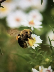 Melissodes dentiventris