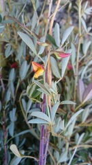 Crotalaria pumila