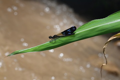 Aristocypha fenestrella