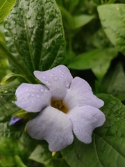 Thunbergia natalensis