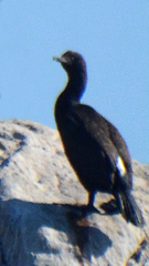 Phalacrocorax neglectus