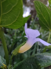 Thunbergia natalensis