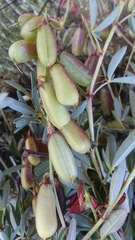Crotalaria pumila