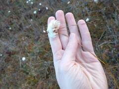 Eriophorum