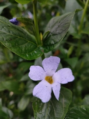 Thunbergia natalensis
