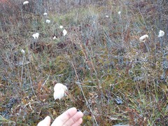 Eriophorum
