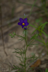 Giliastrum rigidulum