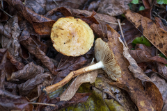 Agaricomycetidae