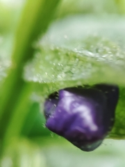 Thunbergia natalensis