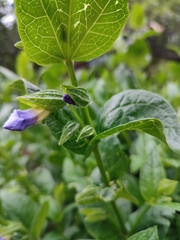 Thunbergia natalensis