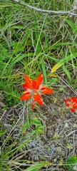 Castilleja scorzonerifolia