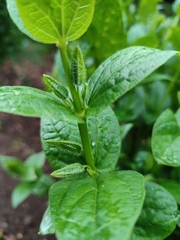 Thunbergia natalensis