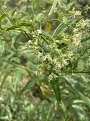 Cestrum parqui