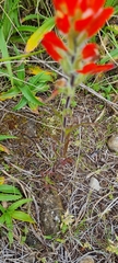 Castilleja scorzonerifolia